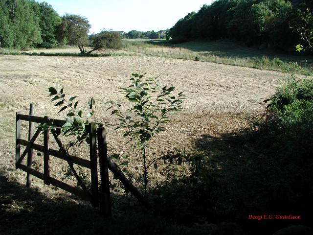 nyslaget05.jpg