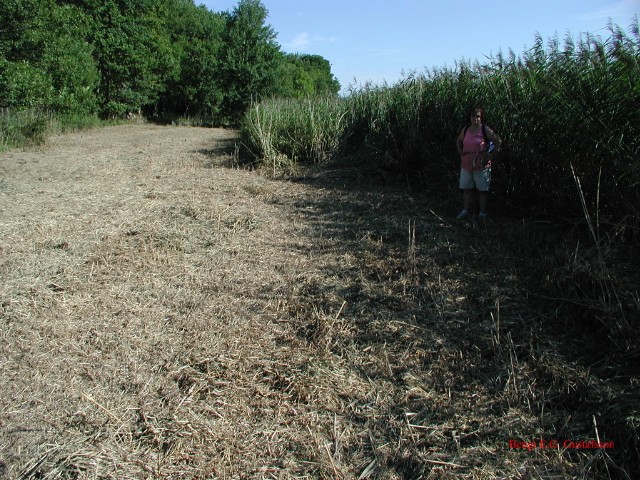 vass01.jpg