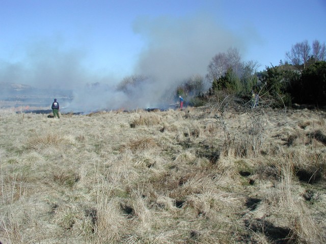 sweinga04.jpg