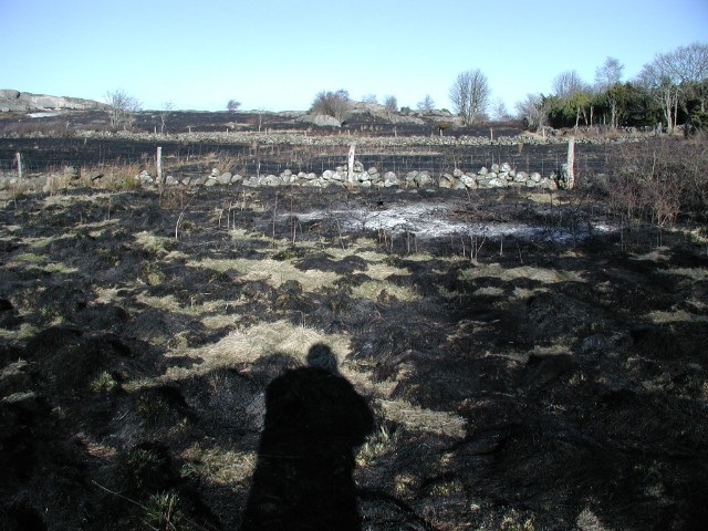 sweinga08.jpg